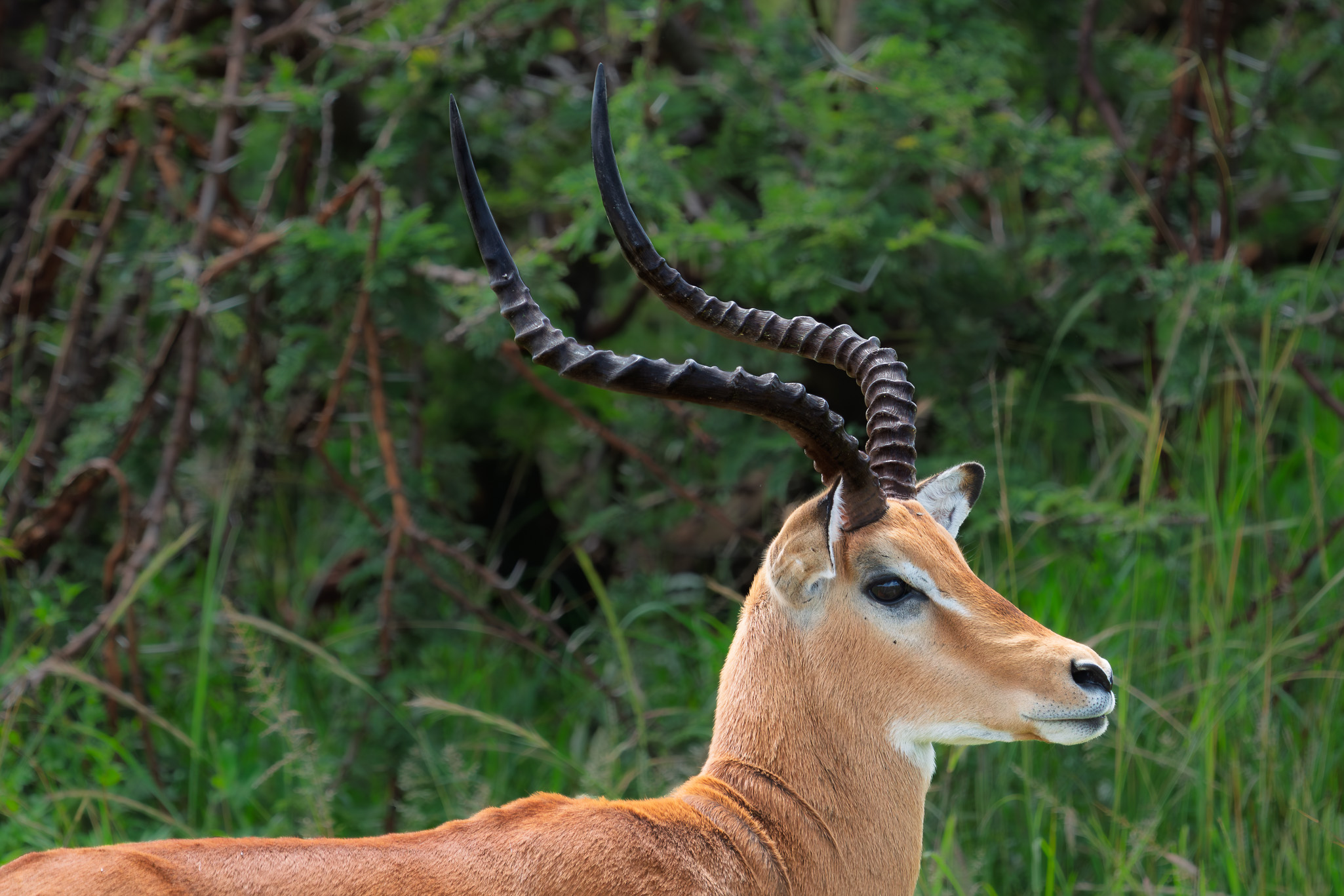 Tanzania 20260324 Impala